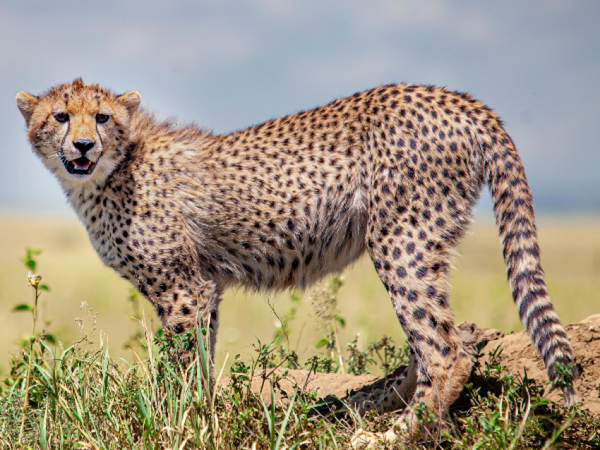 Tarangire
