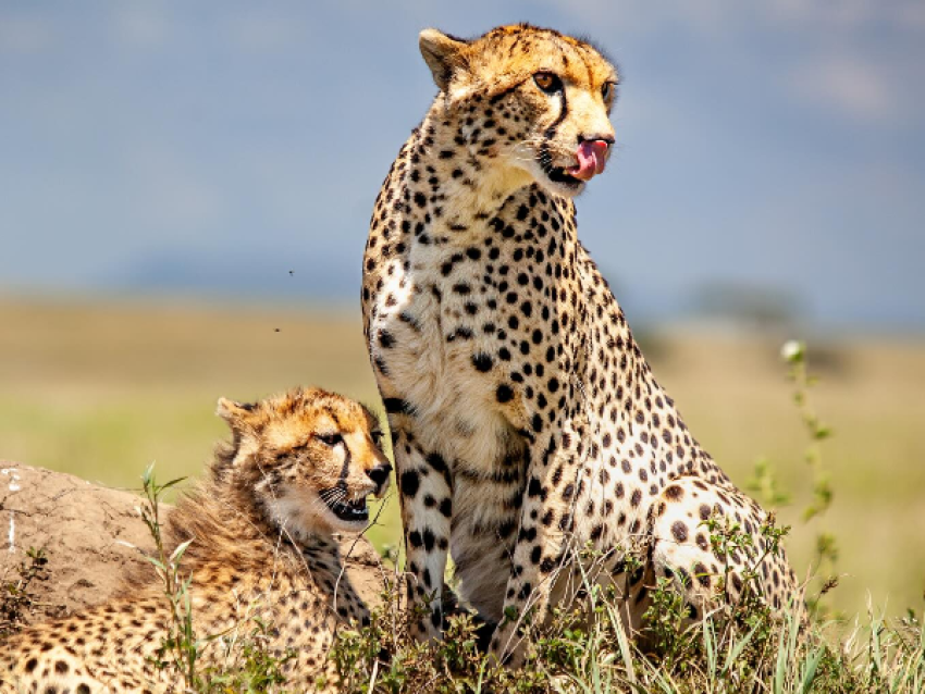 Serengeti