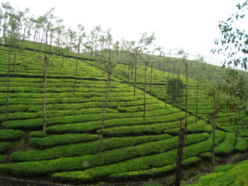 Plantation de thé