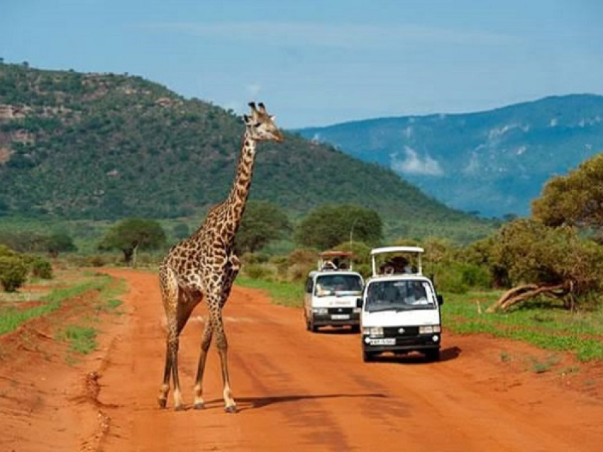 Girafe