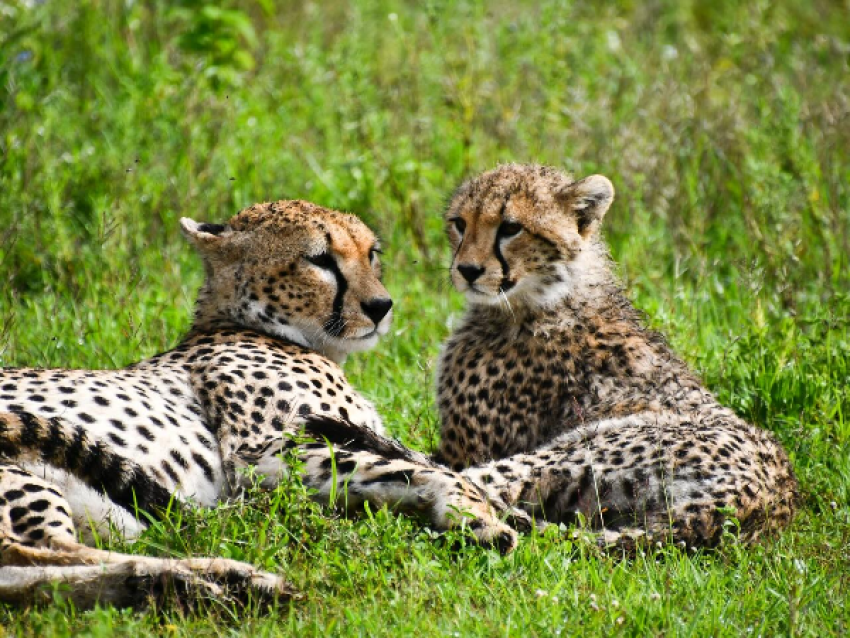 Guépard