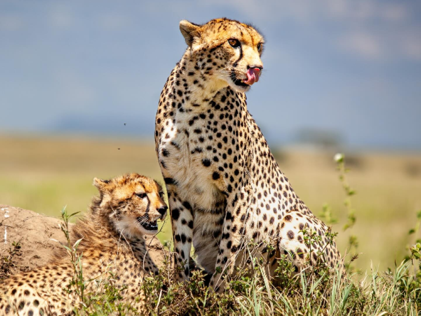 Guépard