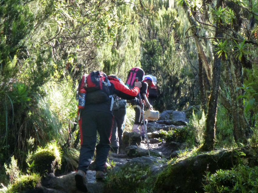 Forêt montagnarde