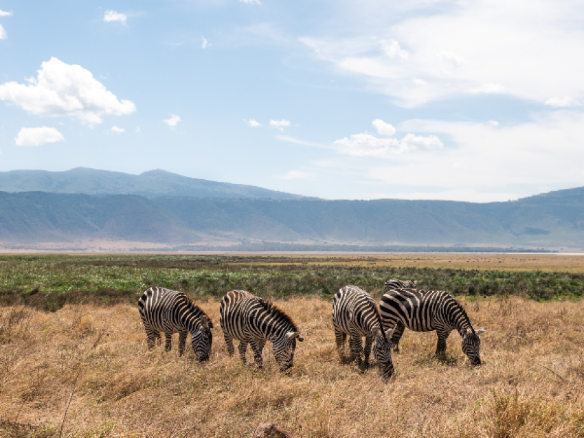 Zèbre du Ngorongoro