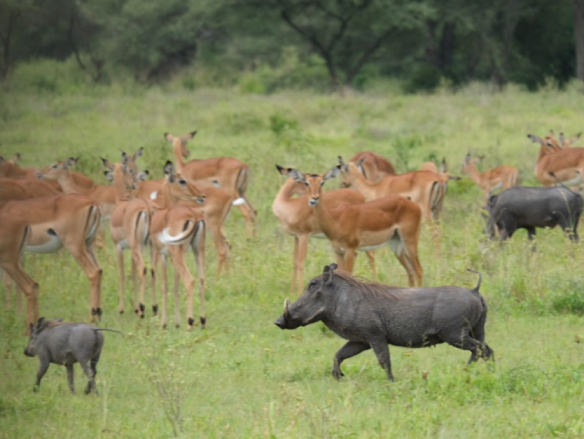 Impala et phacochère