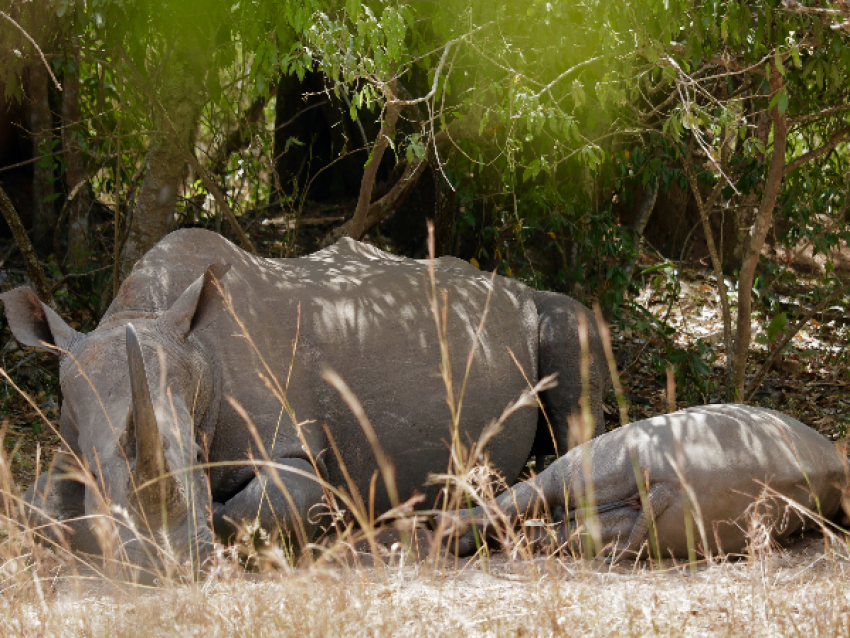 Pistage du rhinocéros blanc au Ziwa Wildlife Ranch
