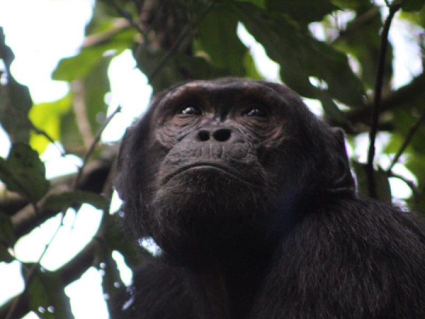 Pistage des chimpanzés dans la réserve forestière de Budongo