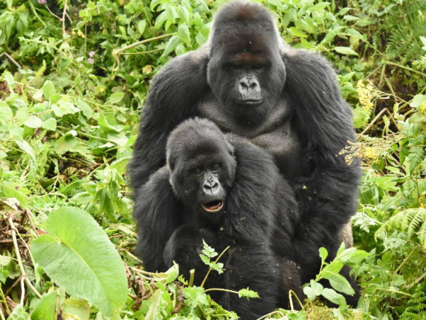 Gorilles de montagne en Ouganda