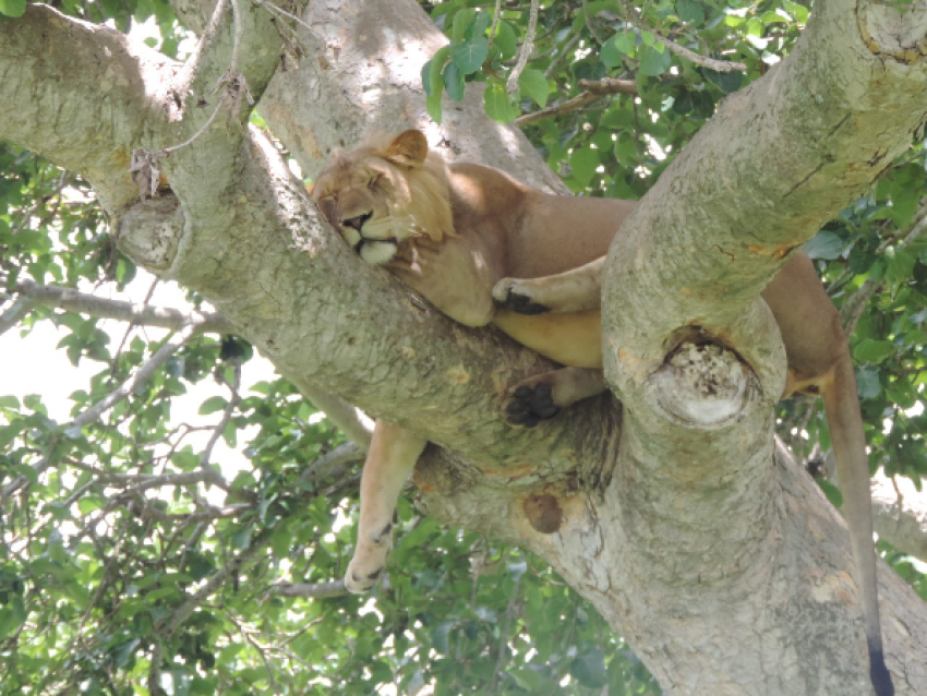 Les rares lions grimpant aux arbres dans le secteur d'Ishasha, dans le parc national Queen Elizabeth