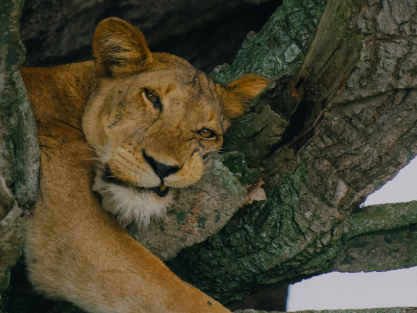 La lionne dans le parc national Queen Elizabeth