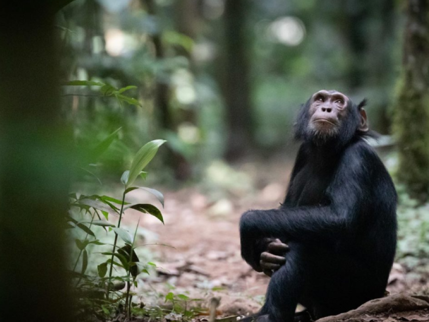 Randonnée des chimpanzés dans la réserve forestière de Budongo