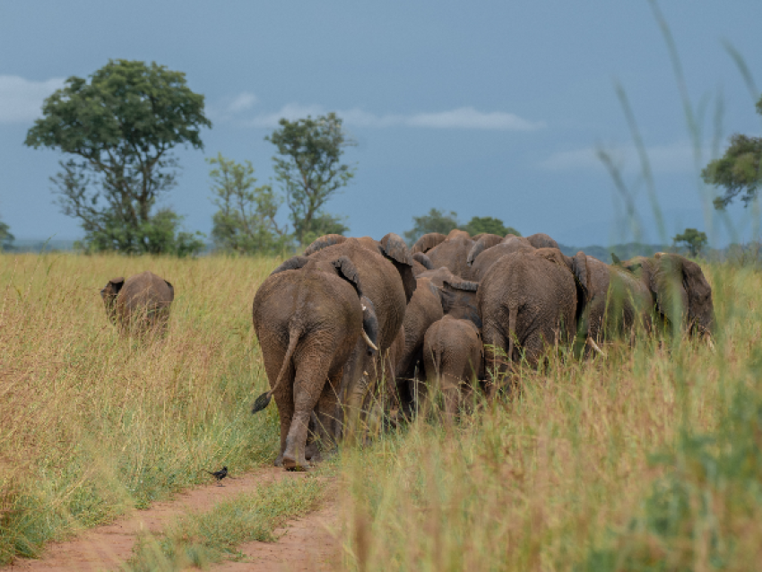 Troupeau d'éléphants dans le parc national des chutes Murchison