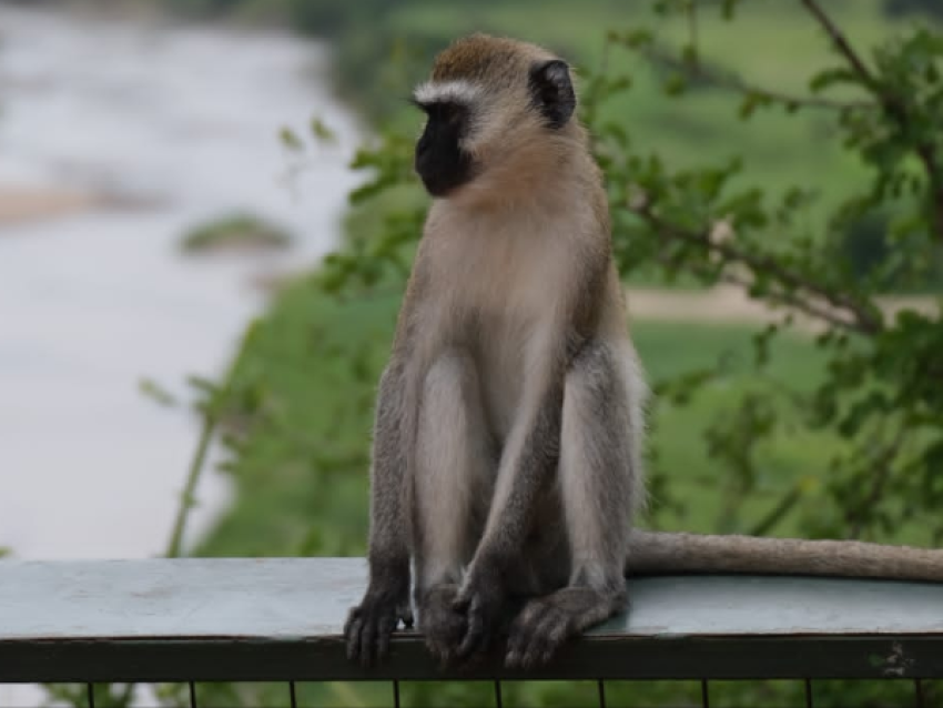 Singe de Vervet