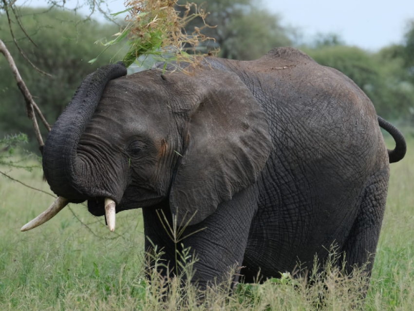 Éléphant