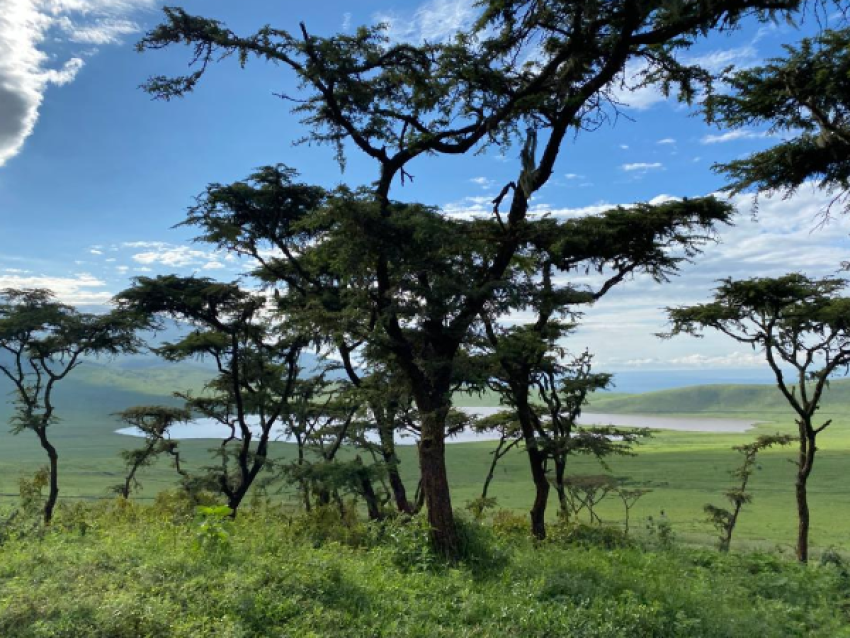 Ngorongoro