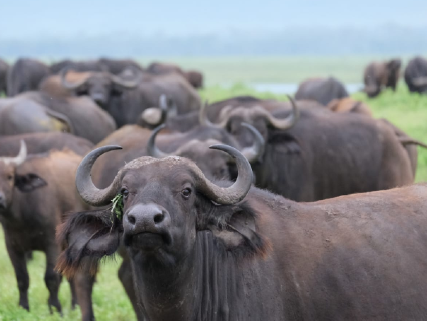Buffalo