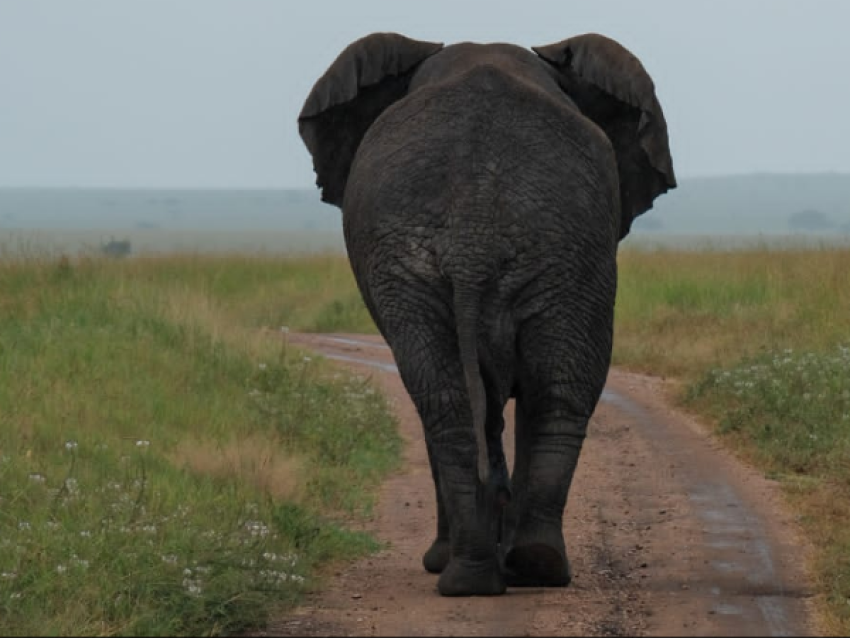 Éléphant