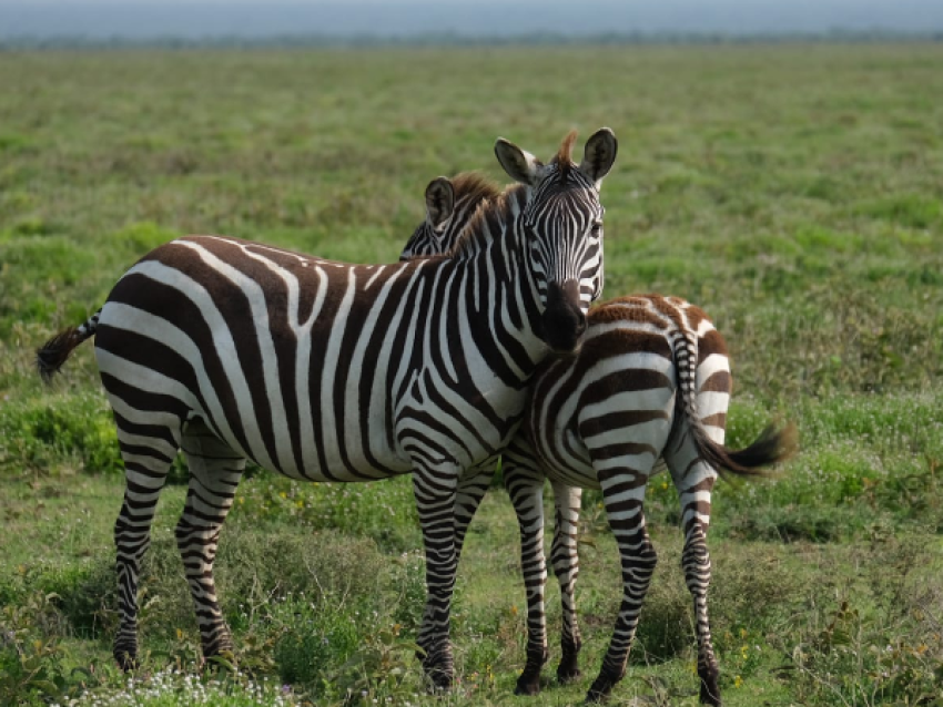 SERENGETI