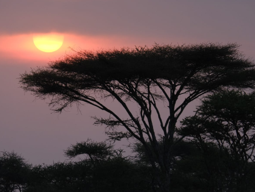 SERENGETI