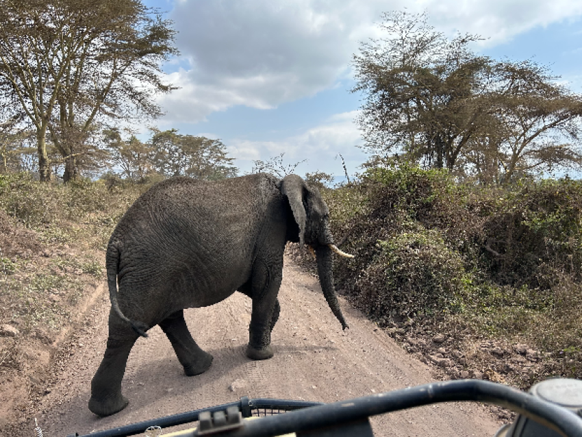 TRAVERSÉE DES ÉLÉPHANTS