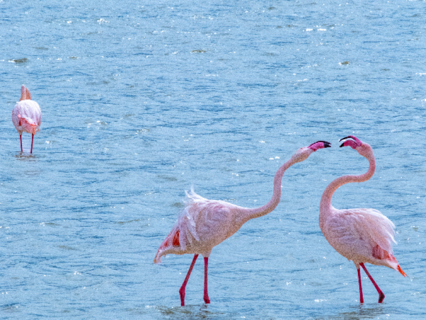 lac manyara