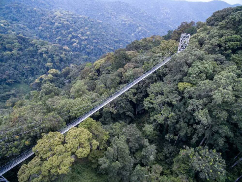 la passerelle dans la canopée