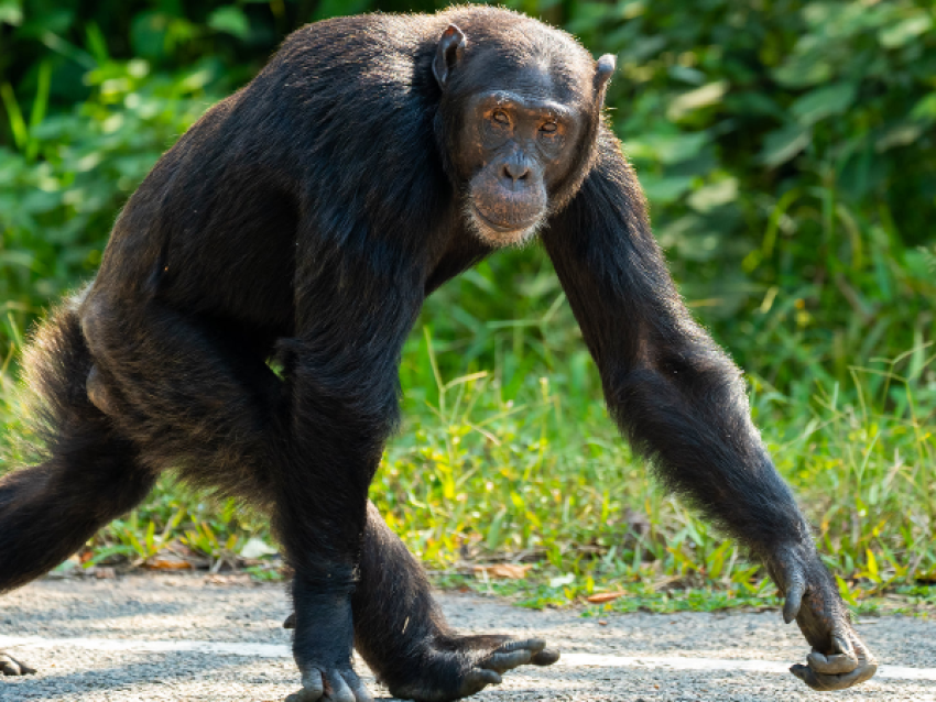 Chimpanzé