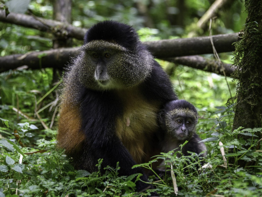 Singes dorés