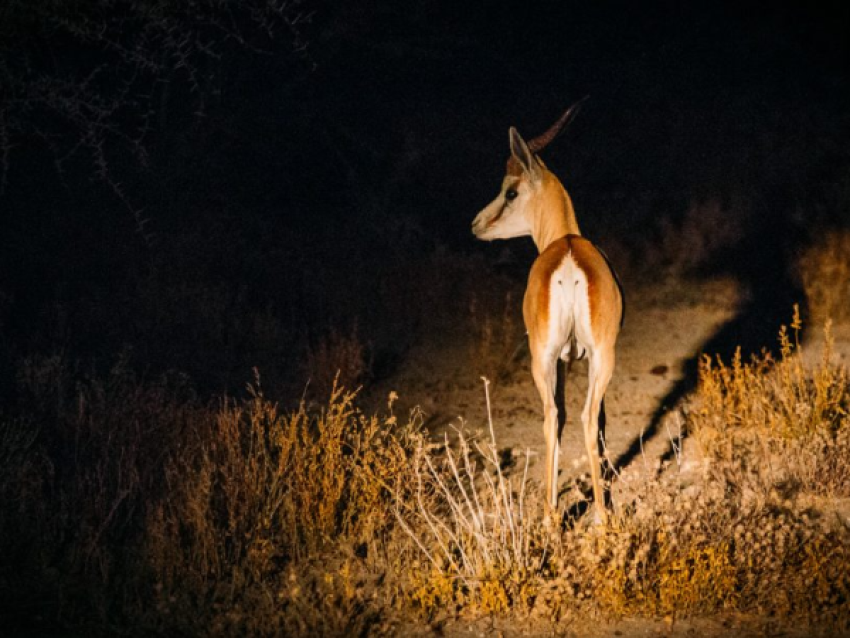 Safari nocturne