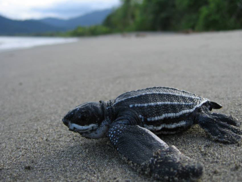 Tortue Marine