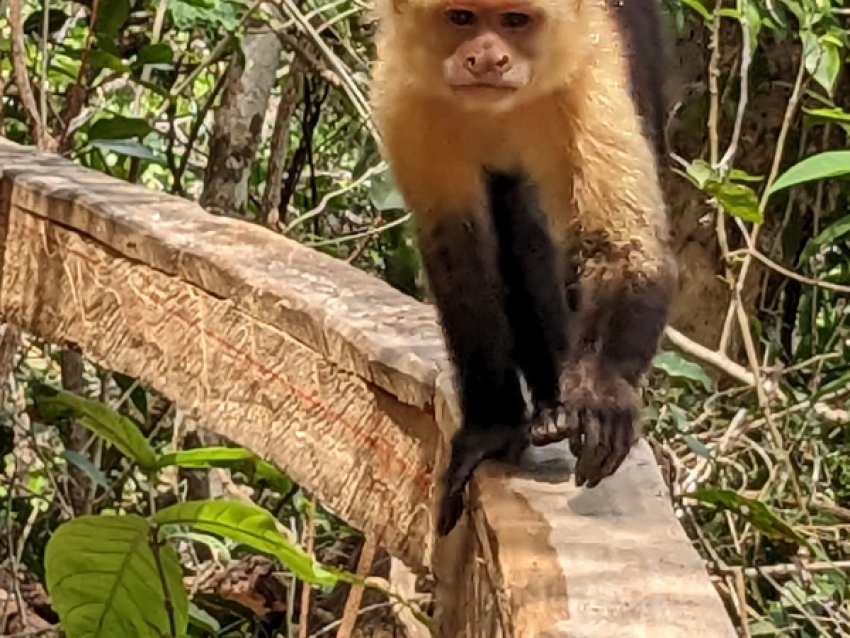 singe a face blanche ou capucin