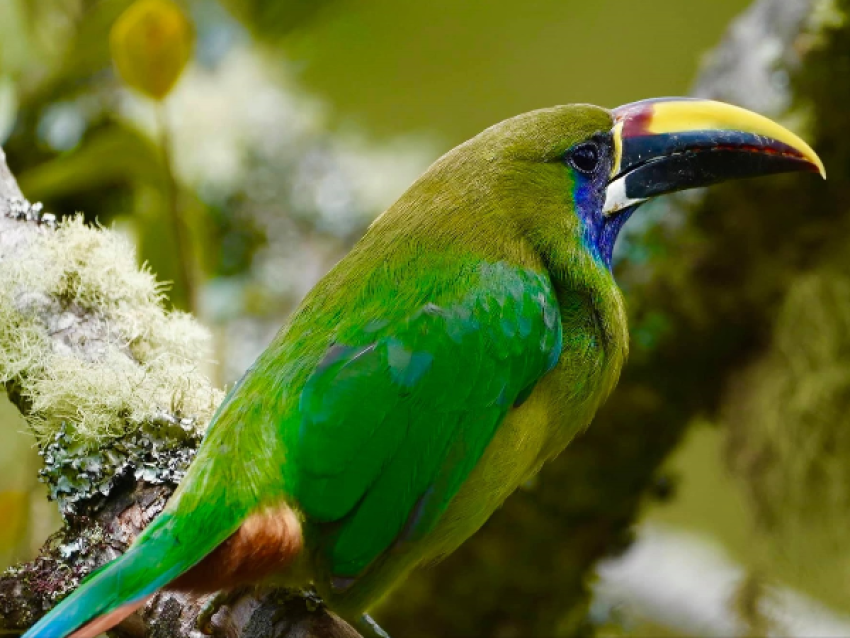 toucan