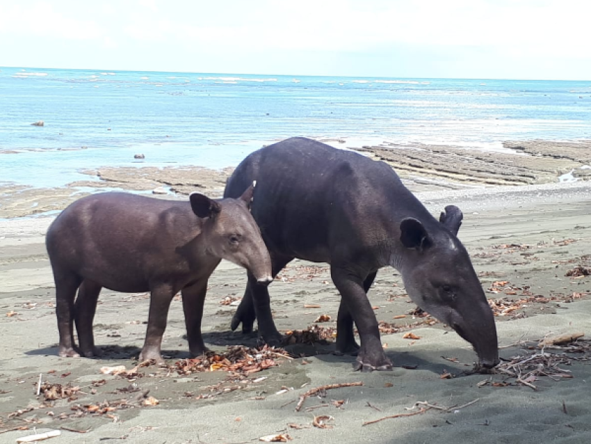 tapir