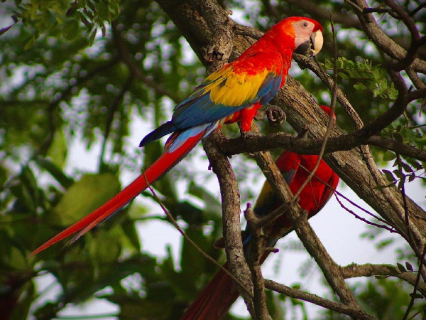 ara macaw