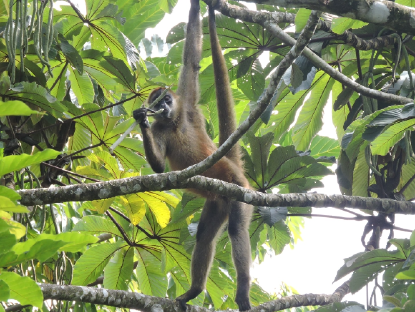 singe araignee