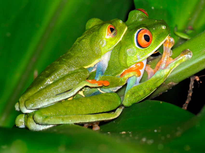 grenouilles arboricoles