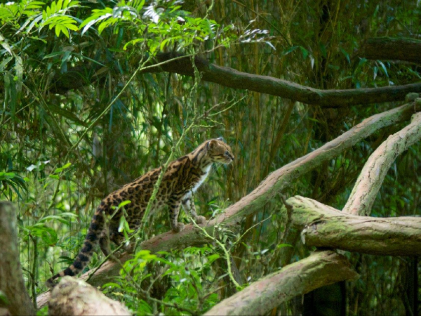 ocelot