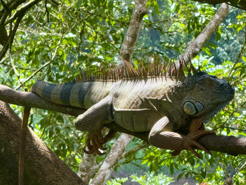 iguane
