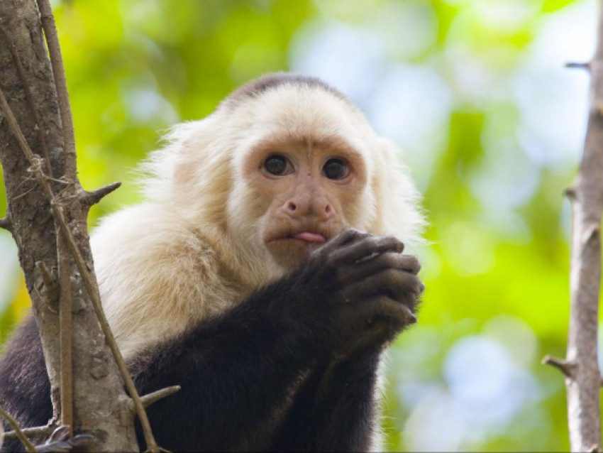 singe a face blanche ou capucin