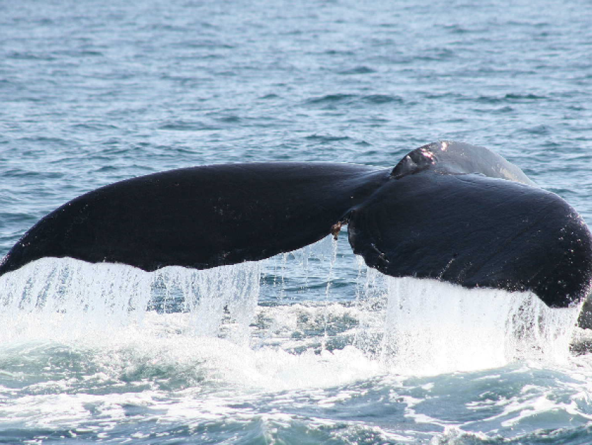 baleine a bosses