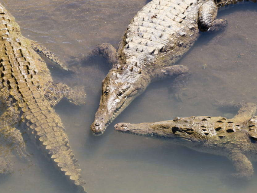 Crocodiles du Rio Tarcoles