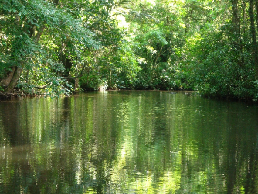 Canal de tortuguero