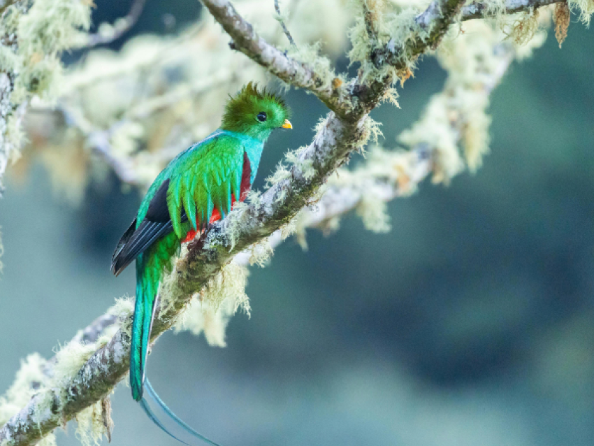 Quetzal resplendissant
