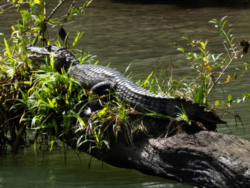 Crocodile