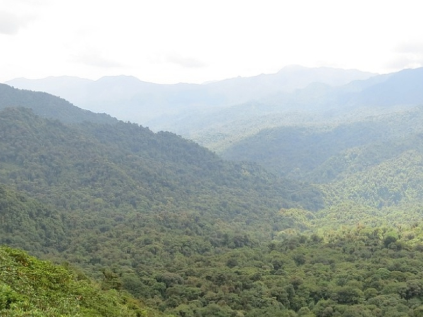 Parc nuboso Monteverde