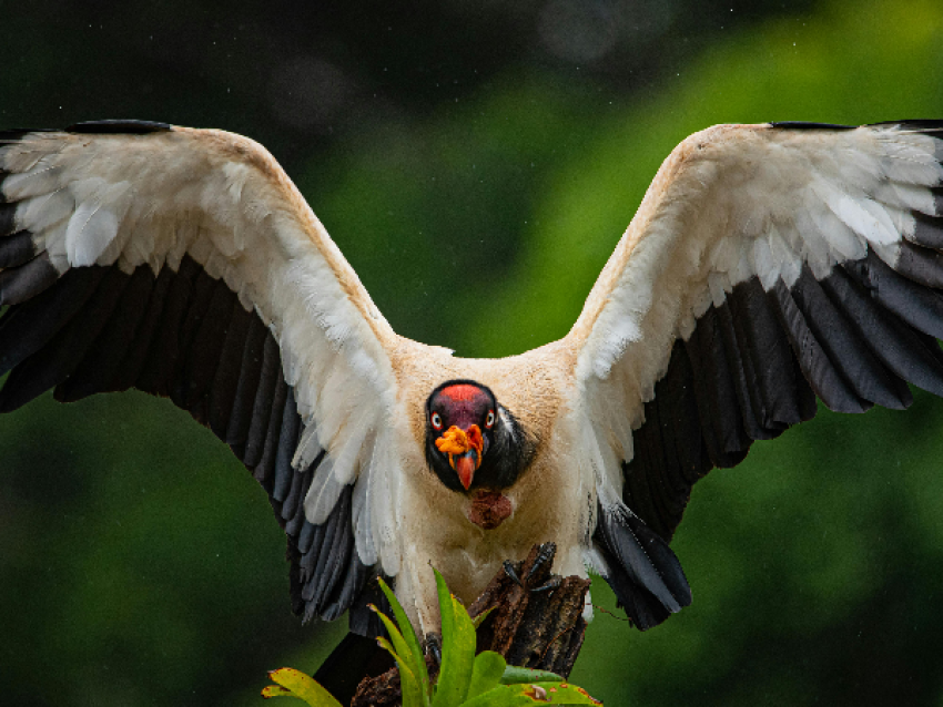 Oiseau, Boca Tapada