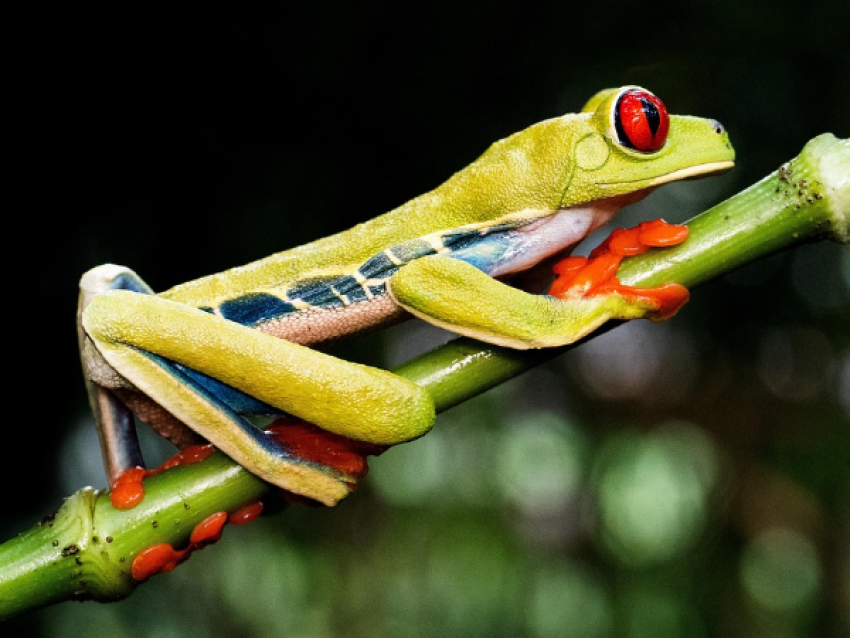 Grenouille