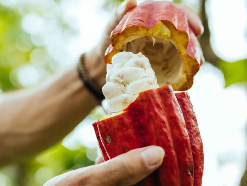 Cacao