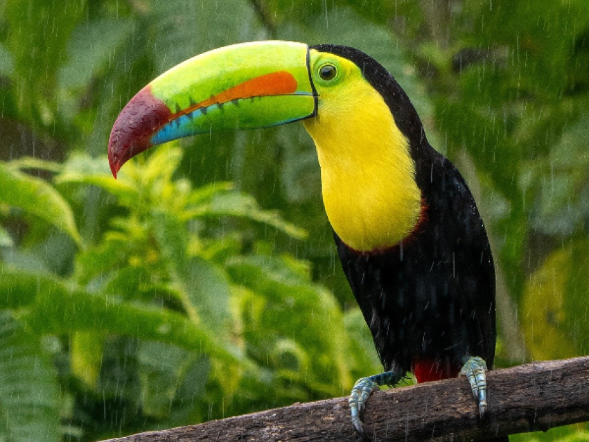 Toucan
