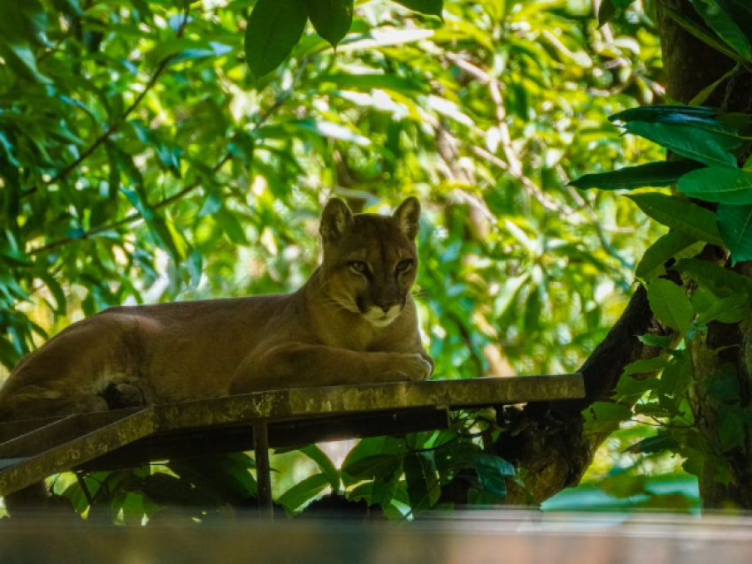Puma